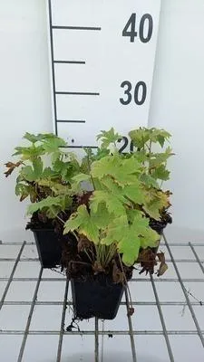 Immagine prodotto di 6 x Delphinium 'M.f.' blu scuro/bianco ape - Delphinium - Vaso 9 x 9 cm