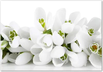Produktbild von Tulup® Glas-Bild - 100 x 70 - Wandbild aus Glas - Wandkunst - Wandbild hinter gehärtetem Sicherheitsglas - Blumen & Pflanzen - Schneeglöckchen - Weiß