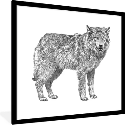 Produktbild von MuchoWow® Gerahmtes Poster Wolf - Weiß - Skizze 40x40 cm - Poster mit Schwarzem Bilderrahmen Wandposter Rahmen Foto Bilder - Poster - Plakat im Rahmen