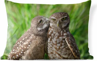 Produktbild von MuchoWow® Outdoor Kissen - Eulen - Vögel - Gras - 60x40 cm - Wetterfest - Lounge Kissen - Zierkissen - Kissen für Innenräume
