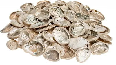 Produktbild von Haliotis midae, klein, ca. 0,5kg, Größe ca. 5-8cm | Abalone-Schnecke