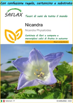 Immagine prodotto di SAFLAX Set regalo - Nicandra - 100 semi - Nicandra