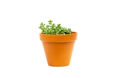 Obrázok produktu pre Gardners Sedum Burrito, priemer 10,5 cm