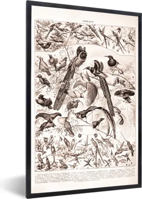 Produktbild von MuchoWow® Gerahmtes Poster Vogel - Tiere - Schwarz - Weiß 60x90 cm - Poster mit Schwarzem Bilderrahmen Wandposter Rahmen Foto Bilder - Kunst