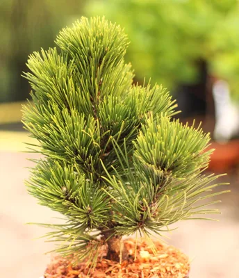 Image de Écorce de serpent bosniaque - Pinus heldreichii Malinki 25 - 30 cm à feuilles persistantes