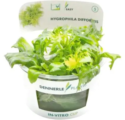 Produktbild von Gefiederter Wasserfreund - Hygrophila difformis In-Vitro