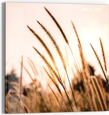 Produktbild von DEQORI Glasbild Echtglas 50x50 cm 'Goldenes Abendgras' Wandbild Bild modern Deko
