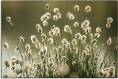 Produktbild von ARTland Leinwandbild Wollgras Blüten Meer im Moor Größe: 120x80 cm