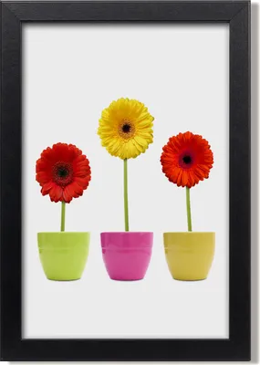 Produktbild von Bild 20x30 MDF-Rahmen, Wandkunst Bunte Gerbera