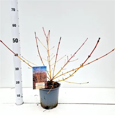 Immagine prodotto di Cornus 'Winter Beauty' - Corniolo | 30-40 cm in vaso