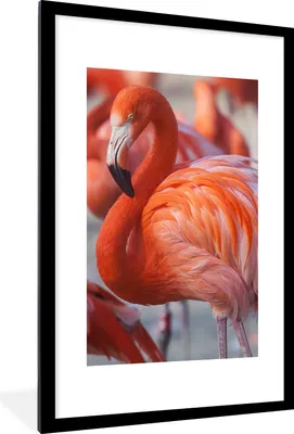 Produktbild von MuchoWow® Gerahmtes Poster Flamingo - Vogel - Tiere - Rosa 60x90 cm - Poster mit Schwarzem Bilderrahmen Wandposter Rahmen Foto Bilder - Dekoration - Wandposter Wohnzimmer - Hochwertig