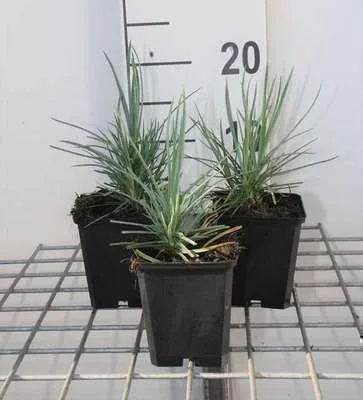 Immagine prodotto di 6 x Dianthus (p) 'Doris' - Garofano - Vaso 9 x 9 cm