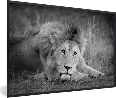 Produktbild von MuchoWow® Gerahmtes Poster Löwe - Schwarz - Tiere 90x60 cm - Poster mit Schwarzem Bilderrahmen Wandposter Rahmen Foto Bilder - Fotorahmen - Foto-Plakat