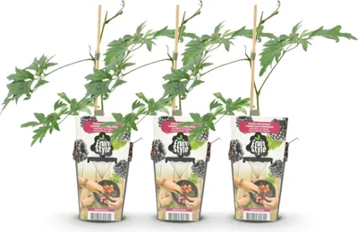 Produktbild von GreenboutiQ - Obstpflanzen - Immergrüne Brombeere - Rubus Thornless Evergreen - Frosthart - 3 Pflanzen - Topf 9 cm - Schwarze Brombeere