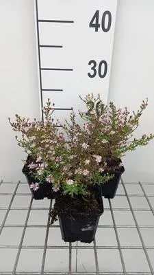 Productafbeelding van 6 x Aster ericoides 'Lovely' - Herfstaster - Pot van 9 x 9 cm