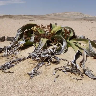 Produktbild von Welwitschia (Welwitschia mirabilis) - 2 Samen