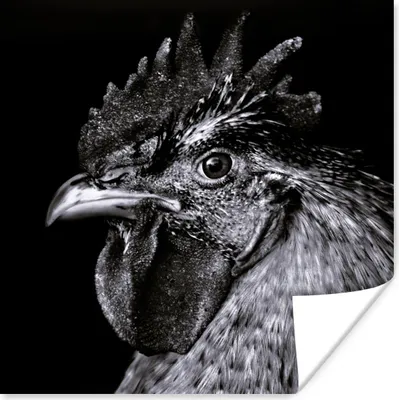 Produktbild von MuchoWow® Poster Hahn - Vogel - Schwarz - Weiß 75x75 cm - Wand Dekoration