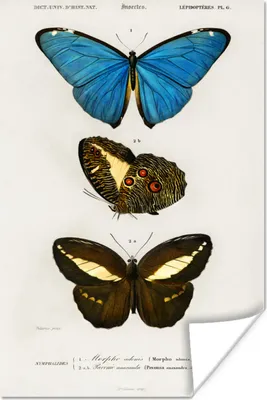 Produktbild von MuchoWow® Poster Schmetterling - Vintage - Insekten 20x30 cm - Papierdruck
