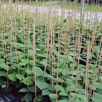 Produktbild von Atlas männliche Kiwi Pflanze Actinidia chinensis ca. 60-100 cm im 3 Liter Topf Befruchtersorte