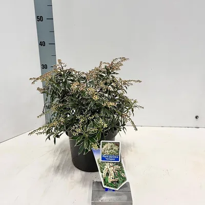 Produktbild von Pieris jap. ‘Variegata’ - Schattenglöckchen | 20-25 cm im Topf
