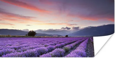 Produktbild von MuchoWow® Poster Sonnenuntergang über Lavendel 40x20 cm - Poster für die Wand - Poster Schlafzimmer