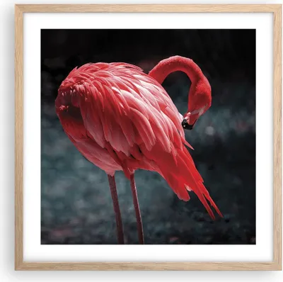 Produktbild von Gerahmtes Poster - Rahmen in heller Eiche - Flamingo Rosa Vogel - 50x50 cm - Wand Bild - Wanddeko - Wandbilder - Kunstposter - Wandposter - Bilderrahmen - Bilder - Kunstdruck - P2NAC50x50-4551
