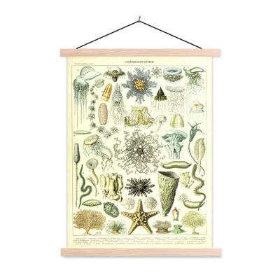 Produktbild von MuchoWow® Textilposter Meerestiere - Tier - Seestern 120x160 cm mit holzfarbenen Rahmen - Plakatkarton