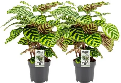 Immagine prodotto di Calathea Makoyana – Calathea "Pavone" – 2 piante – Pianta da appartamento – Ø14 cm – ↕45 cm – Bellezza tropicale delle foglie – Per soggiorno e camera da letto