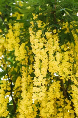 Produktbild von Laburnum watereri 'Vossii', Goldregen, 100–125 cm, prächtige gelbe Blüten