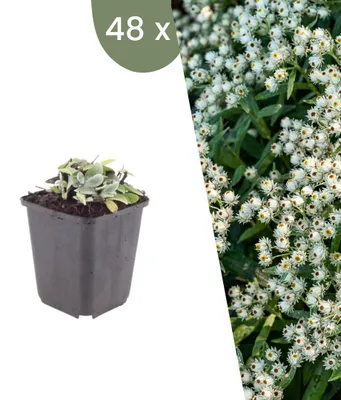 Image de Plants by Frank | 48 Plantes d’immortelle de l’Himalaya | Anaphalis triplinervis | Plantes vivaces rustiques | Floraison blanche | Plantes de jardin