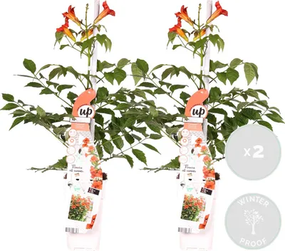 Zdjęcie produktu dla Bloomique - Zestaw 2 szt. - Campsis Radicans Flamengo - Kwiat trąbkowy - Czerwony - Rośliny pnące - Rośliny ogrodowe - Odporne na zimę - Wysokość 50-70 cm - Doniczka 15 cm