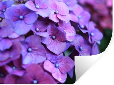 Obrázok produktu pre MuchoWow® Nálepka na stenu - Kvety - Fialová - Hortenzie - Príroda - Okvetné lístky - 160x120cm - Samolepiaca a polohovateľná