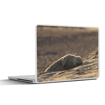 Produktbild von MuchoWow® Laptop Aufkleber Sticker Cover Robbe - Schlaf - Strand 30x21 cm - Sticker für Laptop - Selbstklebend