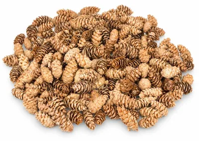 Produktbild von Douglasien Zapfen 1 kg ca. 150 Stück 5-8 cm Pseudotsuga Dekozapfen Kranz Advent