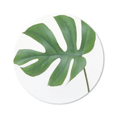 Produktbild von MuchoWow® Mauspad Mousepad Botanisches Blatt auf weißem Hintergrund 20x20 cm - Mousepads - Maus Mat - Pad - Mausunterlage - Schreibtischmatte