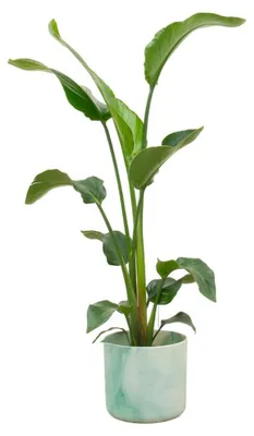 Produktbild von Set: Strelitzia Nicolai - Paradiesvogelblume - mit Übertopf elho Ocean Round Pazifikgrün Ø22cm - Pflanze Höhe 100cm