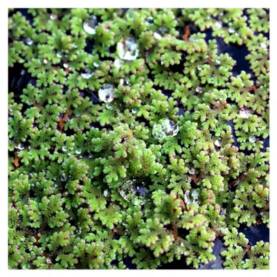 Produktbild von Azolla filiculoides – Großer Algenfarn – Feenmoos | Schwimmpflanze für Aquarium und Teich | Pflegeleicht und schnellwachsend | Färbt sich im Sommer intensiv rot