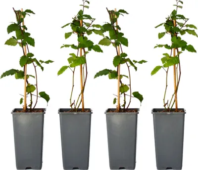 Produktbild von Brombeerpflanzen - 2 Stk - Rubus fruticosus 'Thornfree' - Höhe 50-60cm - ⌀15cm