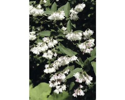 Produktbild von Gefüllter Sternchenstrauch, Maiblumen-Strauch FloraSelf Deutzia scabra 'Plena' H 60 cm Co 4,5 L, gefüllte Blüten