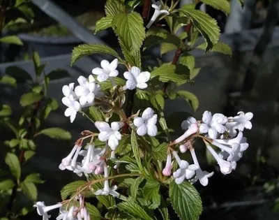 Produktbild von Duftschneeball - Winterschneeball - Viburnum farreri - stark duftend - (40-60)
