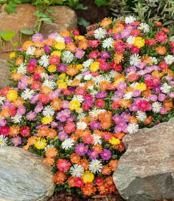 Produktbild von BALDUR Garten 5er Winterharte Eisblumen Wheels of Wonder® Farbmix, Pflanzen im 9x9 cm-Topf, Delosperma congesta, winterharte Staude, trockenresistent, mehrjährig, bienenfreundlich, blühend