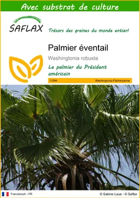 Image de SAFLAX  - Palmier éventail - 12 graines - Avec substrat - Washingtonia