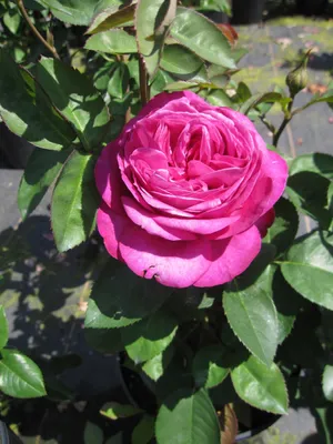 Produktbild von Zwergrose Heidi Klum ® - Rosa Heidi Klum ® - Tantau Rose