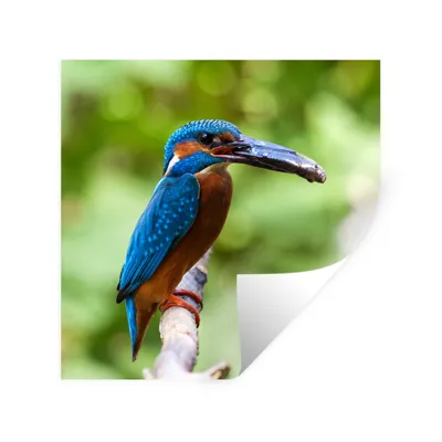 Produktbild von MuchoWow® Wandtattoo Wandsticker Wandaufkleber Eisvogel - Fisch - Baum 30x30 cm Selbstklebend und Repositionierbar - Repositionierbar - Wasser abweisend