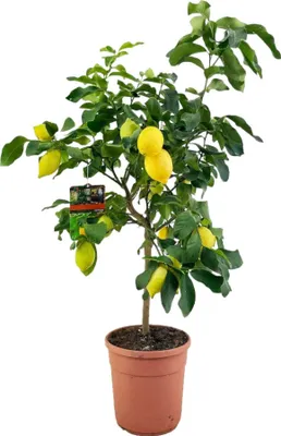 Obrázok produktu pre Trendyplants - Citrónovník - Záhradná rastlina - Výška 140-160 cm - Veľkosť kvetináča Ø24cm - Citrus Lemon