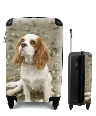 Produktbild von MuchoWow® Koffer Handgepäck Trolley Rollkoffer Kleine Reisekoffer mit 4 Rollen - Ein Cavalier King Charles Spaniel schaut auf - Cabin Size < 55x40x23 cm & 55x40x20 cm - Fotokoffer - Kabinenkoffer - Boardgepäck - Reise-Box - Reisekoffer - Reisegepäck - Koffer mit Bild - Trolley für Kinder