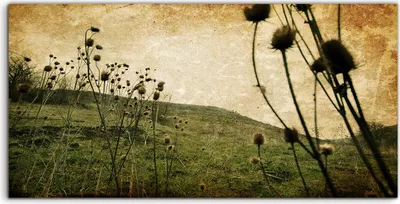 Produktbild von Coloray Acrylbild 140x70  Wandbild Acrylbilder Foto Bild Wiesenblumen Vintage Natur