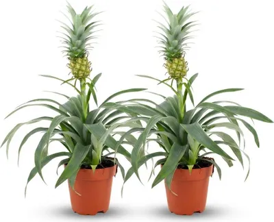 Obrázek produktu pro Ananasová rostlina Mi Amigo - 2 rostliny - prumer 12cm - výška 35 - 40cm