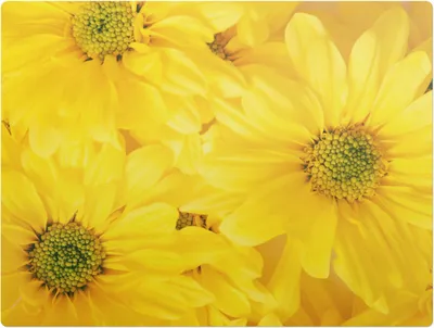 Produktbild von Solarblumen – Bodenschutzmatte – Rutschfest – Schutzmatte für Büro – Vinylmatte – Stuhlunterlage  – 120 x 90 cm