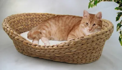 Produktbild von Silvio Design Bett aus Wasserhyazinthe, klein